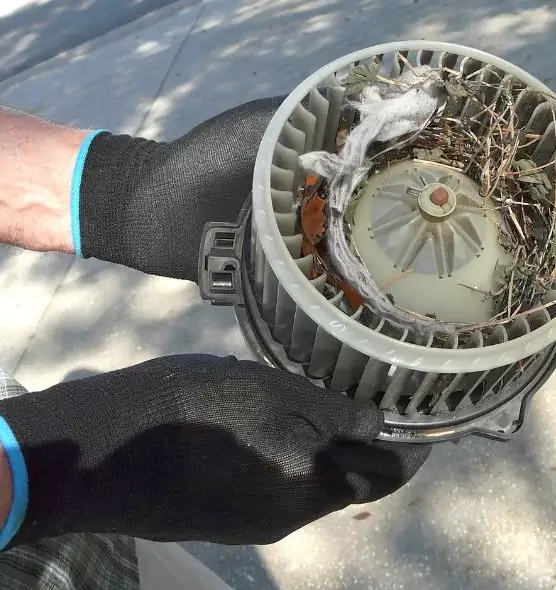 About Air Duct Mice Removal in Port Orange, FL